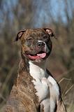 AMSTAFF  PORTRAIT 007